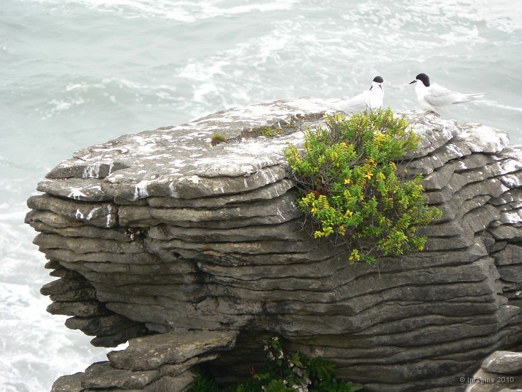 11.6- Les sternes a pancake rocks.JPG